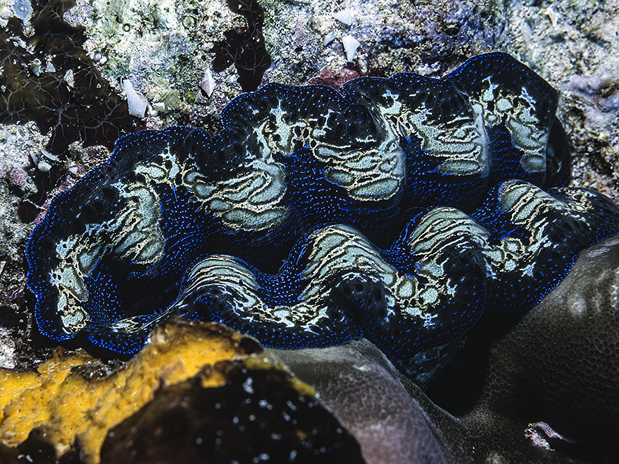 Tridacna crocea